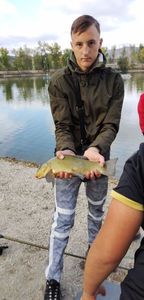 Tench