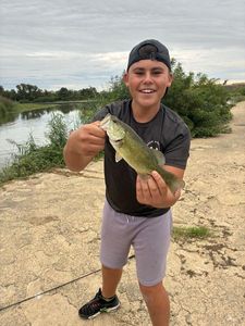 Largemouth Bass