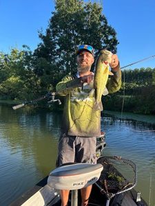 Largemouth Bass