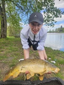 Common Carp