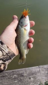 Largemouth Bass