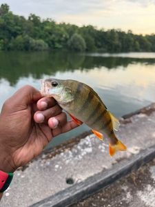 European Perch