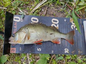 European Perch