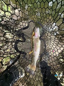 Rainbow Trout
