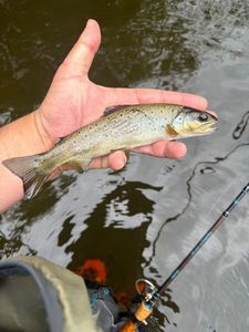 Brown Trout