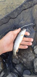 Brook Trout