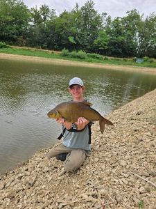 Common Bream