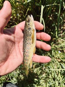 Brown Trout