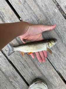 Roach