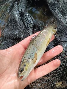 Brown Trout