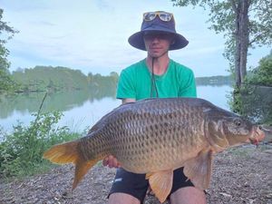 Common Carp