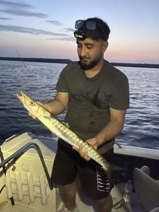 Great Barracuda