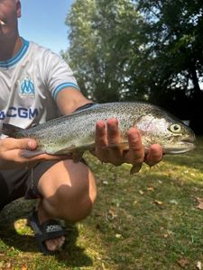 Rainbow Trout