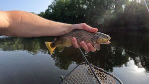 Brown Trout