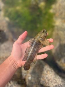Giant Goby