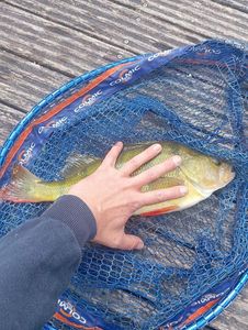 European Perch