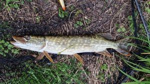 Northern Pike