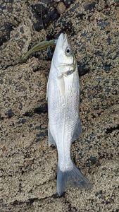 European Bass (Seabass)