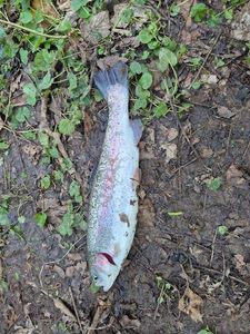 Rainbow Trout