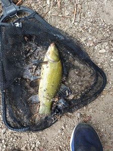 Tench