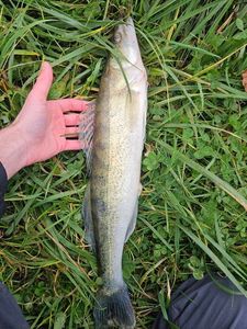 Zander