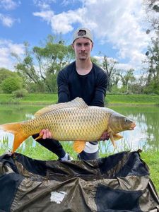 Common Carp