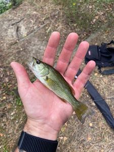 Smallmouth Bass