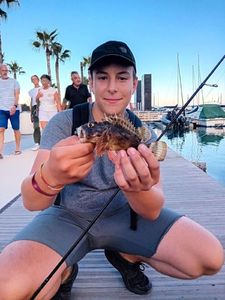Brown Scorpionfish