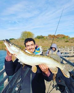 Northern Pike