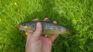Brown Trout