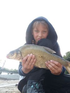 Common Bream