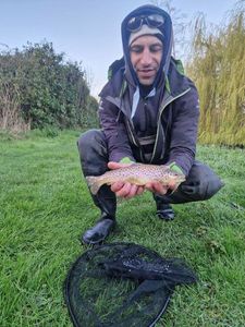 Brown Trout