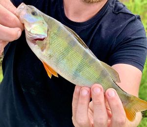 European Perch