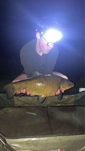 Tench
