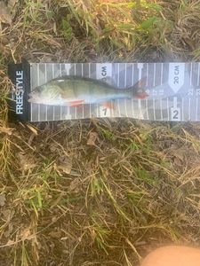 European Perch