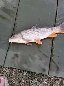 Common Carp