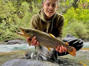 Brown Trout