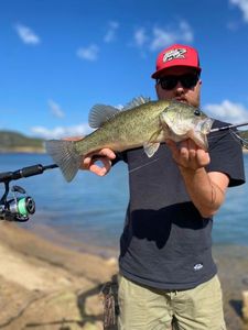 Largemouth Bass