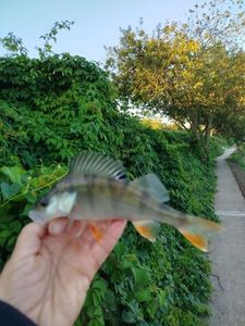 European Perch