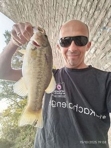 Largemouth Bass