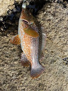 Ballan Wrasse