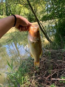 Smallmouth Bass