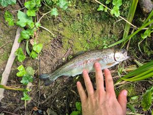 Rainbow Trout