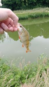 European Perch