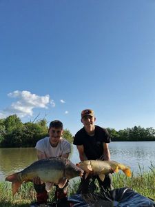 Mirror Carp