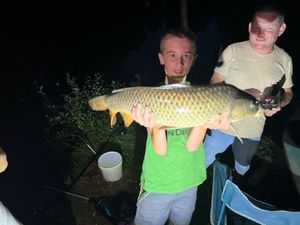 Common Carp