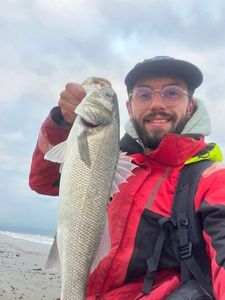 European Bass (Seabass)