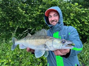 Zander