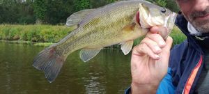 Largemouth Bass