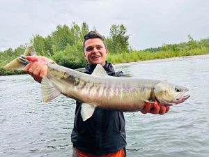 Chum Salmon